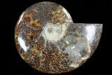Polished, Agatized Ammonite (Cleoniceras) - Madagascar #72876-1